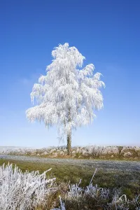 Front Prints: Silver birch (Betula pendula)
