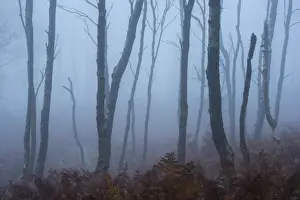 Silver Birch Prints: Silver birch (Betula pendula) trees and dawn fog in October, Peak District, Derbyshire