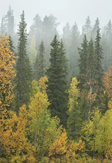 Muonio Prints: Silver birch and pine trees in mist, Taiga forest, autumn colour, Finland, Europe