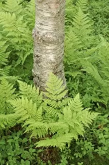 Silver birch trees and ferns