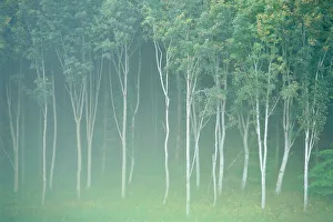 Highland Prints: Silver birch trees near Contin
