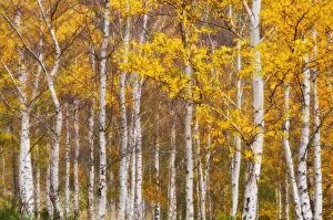 Autumnal Leaves Collection: Silver birches, Dandenong Ranges, Victoria, Australia, Pacific