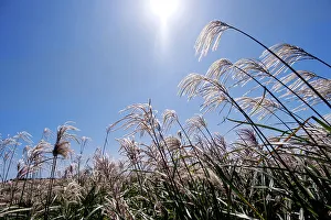 Autumnal Prints: Silver grass, a visitor attraction