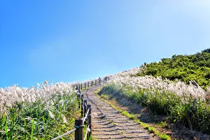 Autumnal Prints: Silver grass, a visitor attraction