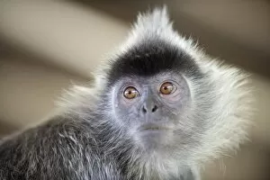 Images Dated 15th October 2009: Silver Leaf Langur monkey, Labuk Bay Proboscis Monkey Sanctuary, Sabah