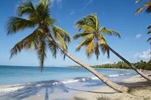 Images Dated 3rd February 2010: Silver sand and palm trees, Sainte Anne beach, Martinique, French Overseas Department