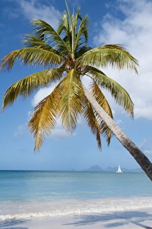 Sand Beach Prints: Silver sand and palm trees, Sainte Anne beach, Martinique, French Overseas Department
