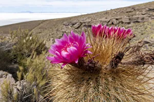 Bolivia Prints: Silver torch (Cleistocactus strausii), flowering near the salt flats in Salar de Uyuni
