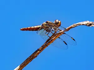 Observations Prints: Silver widow rests on tree branch in Madagascar's Isalo National Park during daylight