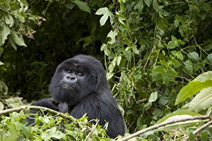 Images Dated 28th January 2000: Silverback