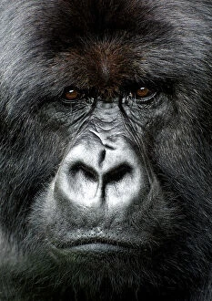 Animals: Silverback gorilla looking intensely, in the Volcanoes National Park, Rwanda, Africa