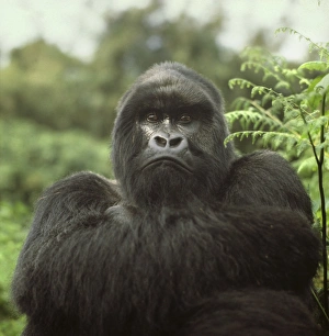 Silverback male Mountain Gorilla (Gorilla g. beringei), Virunga Volcanoes, Rwanda, Africa