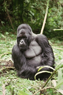 Male Animal Prints: Silverback male Mountain Gorilla (Gorilla g. beringei), Virunga Volcanoes, Rwanda, Africa
