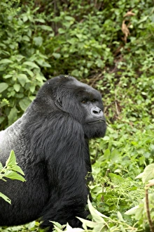 Silverback mountain gorilla