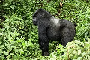 Images Dated 28th August 2008: Silverback mountain gorilla