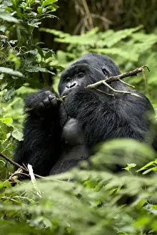 Silverback mountain gorilla (Gorilla gorilla beringei), Group 13, Volcanoes National Park