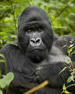 Silverback mountain gorilla (Gorilla gorilla beringei), Group 13, Volcanoes National Park