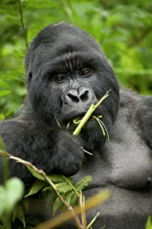 Food And Drink Prints: Silverback mountain gorilla (Gorilla gorilla beringei), Group 13, Volcanoes National Park
