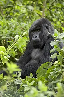 Silverback mountain gorilla (Gorilla gorilla beringei), Shinda Group, Volcanos National Park