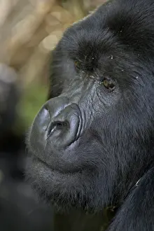 Silverback mountain gorilla (Gorilla gorilla beringei), Group 13, Volcanoes National Park