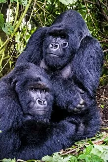Togetherness Gallery: Silverback Mountain gorillas (Gorilla beringei beringei) in the Virunga National Park