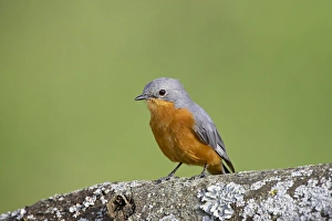 Images Dated 9th February 2007: Silverbird (Empidornis semipartitus), Serengeti National Park, Tanzania