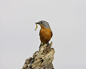 Images Dated 9th February 2007: Silverbird (Empidornis semipartitus) with inchworm, Serengeti National Park