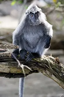 Silvered leaf monkey (Trachypithecus cristatus cristatus), Bako National Park, Sarawak, Borneo, Malaysia, Southeast Asia, Asia