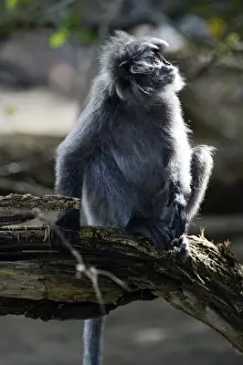 Borneo Prints: Silvered leaf monkey (Trachypithecus cristatus cristatus)