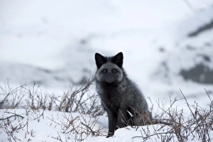 Silverfox (red fox) (Vulpes vulpes), Churchill, Hudson Bay, Manitoba, Canada