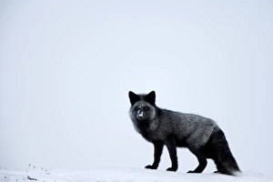 Manitoba Prints: Silverfox (red fox) (Vulpes vulpes), Churchill, Hudson Bay, Manitoba, Canada
