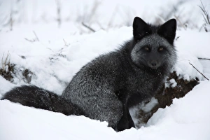 Silverfox (red fox) (Vulpes vulpes), Churchill, Hudson Bay, Manitoba, Canada