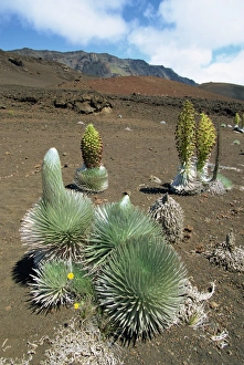 Crater Prints: Silversword growing in the vast crater of Haleakala