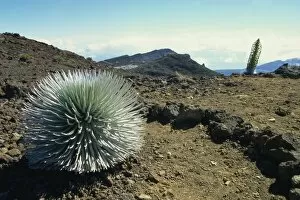 Silverswords growing in the vast crater of Haleakala, the worlds largest dormant volcano