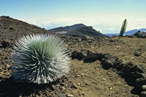 Silverswords growing in the vast crater of Haleakala, the worlds largest dormant volcano Silverswords growing in the vast crater of Haleakala, the worlds largest dormant volcano