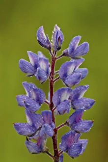 Silvery lupine (Lupinus argenteus), Waterton Lakes National Park, Alberta, Canada, North America