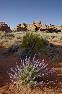 Images Dated 21st May 2010: Silvery lupine (Lupinus argenteus) with red rock fins, Arches National Park