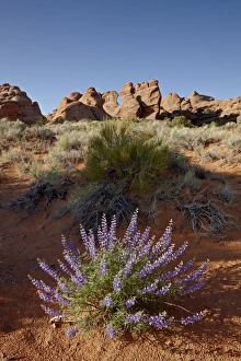 Lupine Prints: Silvery lupine (Lupinus argenteus) with red rock fins, Arches National Park