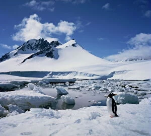 One Bird Collection: Single gentoo penguin on ice in a snowy landscape with a mountain in the background