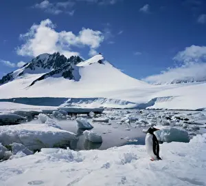 Antarctica Prints: Single gentoo penguin on ice in a snowy landscape with a mountain in the background