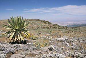 Southern Highlands Prints: A single giant lobelia, Bale Mountains, Southern Highlands, Ethiopia, Africa