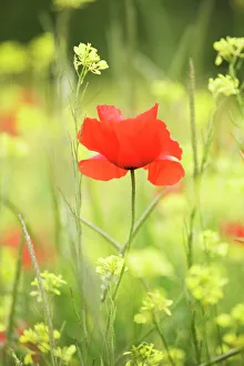Differential Focus Prints: Single poppy in a field of wildflowers