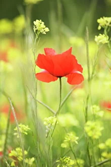 Images Dated 16th May 2008: Single poppy in a field of wildflowers, Val d Orcia, Province Siena, Tuscany, Italy, Europe