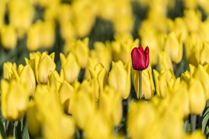 Traditionally Dutch Prints: Single red tulip in a field of yellow tulips, Yersekendam, Zeeland province, Netherlands
