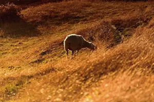 Pastoral Prints: Single Sheep Grazing on Golden Hillside in Morning Light, New Zealand