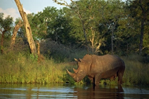 Kruger Prints: A single square-lipped or white rhinoceros