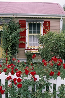 Rose Prints: Single storey house and rose covered fence