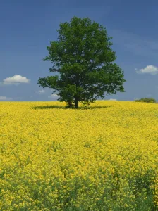 Oil Seed Rape Prints: Single tree in a field of oil seed rape in flower near Pontivy in Brittany