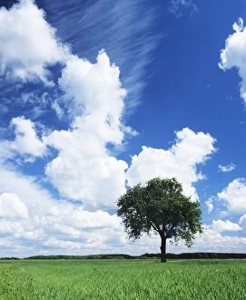 Images Dated 12th May 2008: Single tree in a field, Swabian Alb, Baden Wurttemberg, Germany, Europe