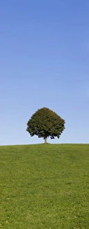 Single tree on a hill, Allgau, Swabia, Baden Wurttemberg, Germany, Europe